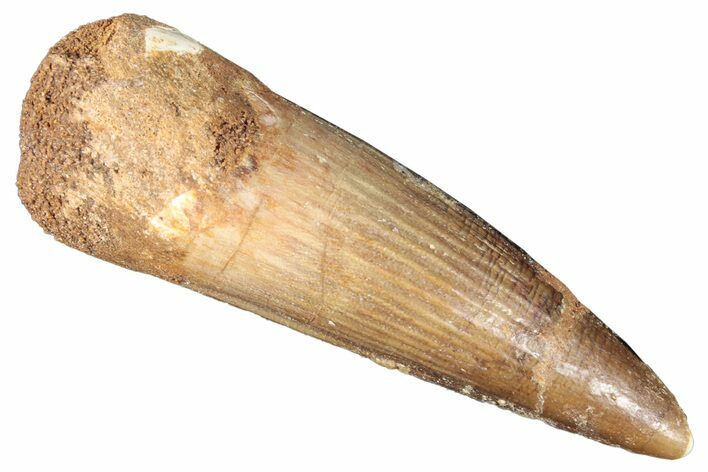 Fossil Spinosaurus Tooth - Real Dinosaur Tooth #268715